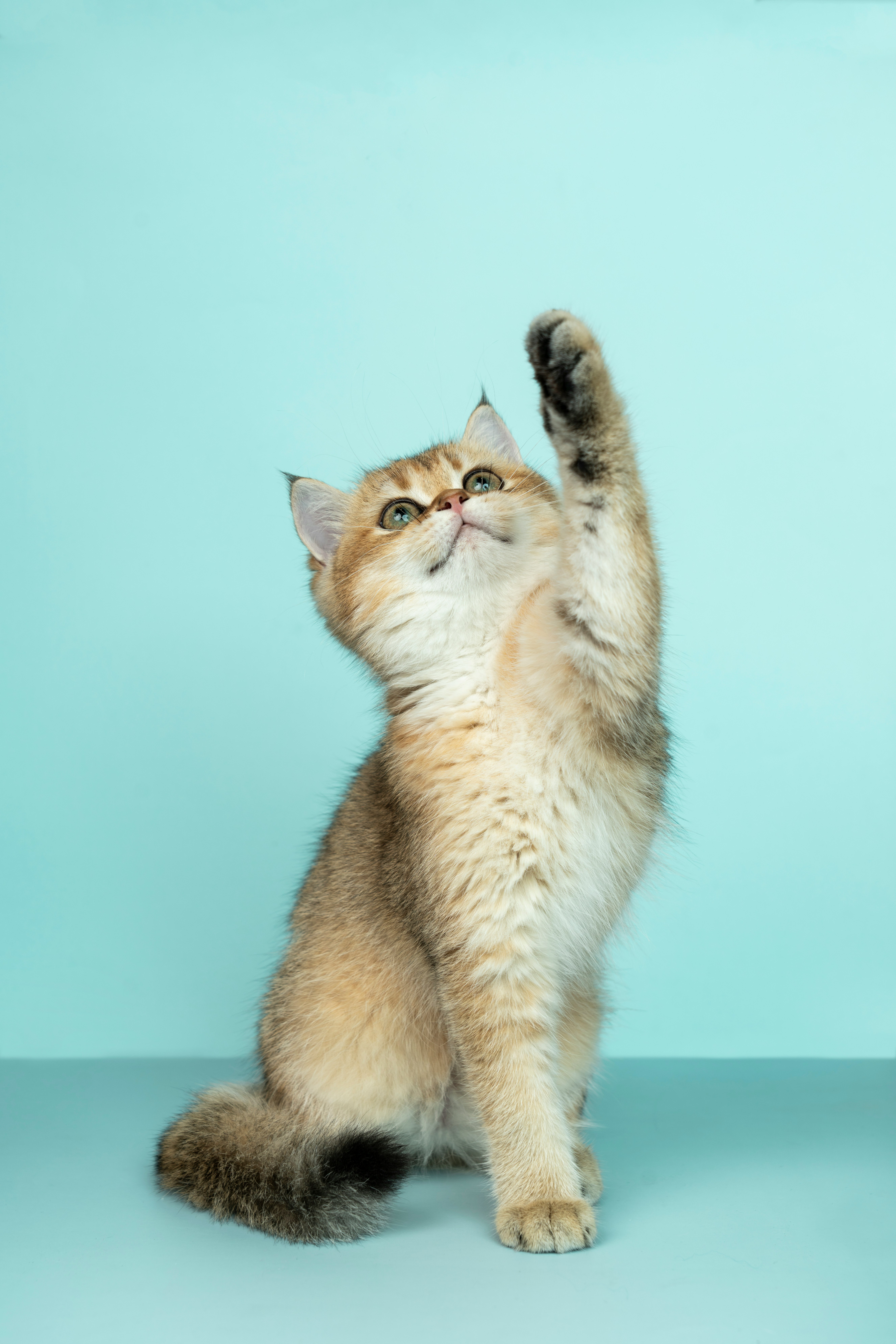 cat photo