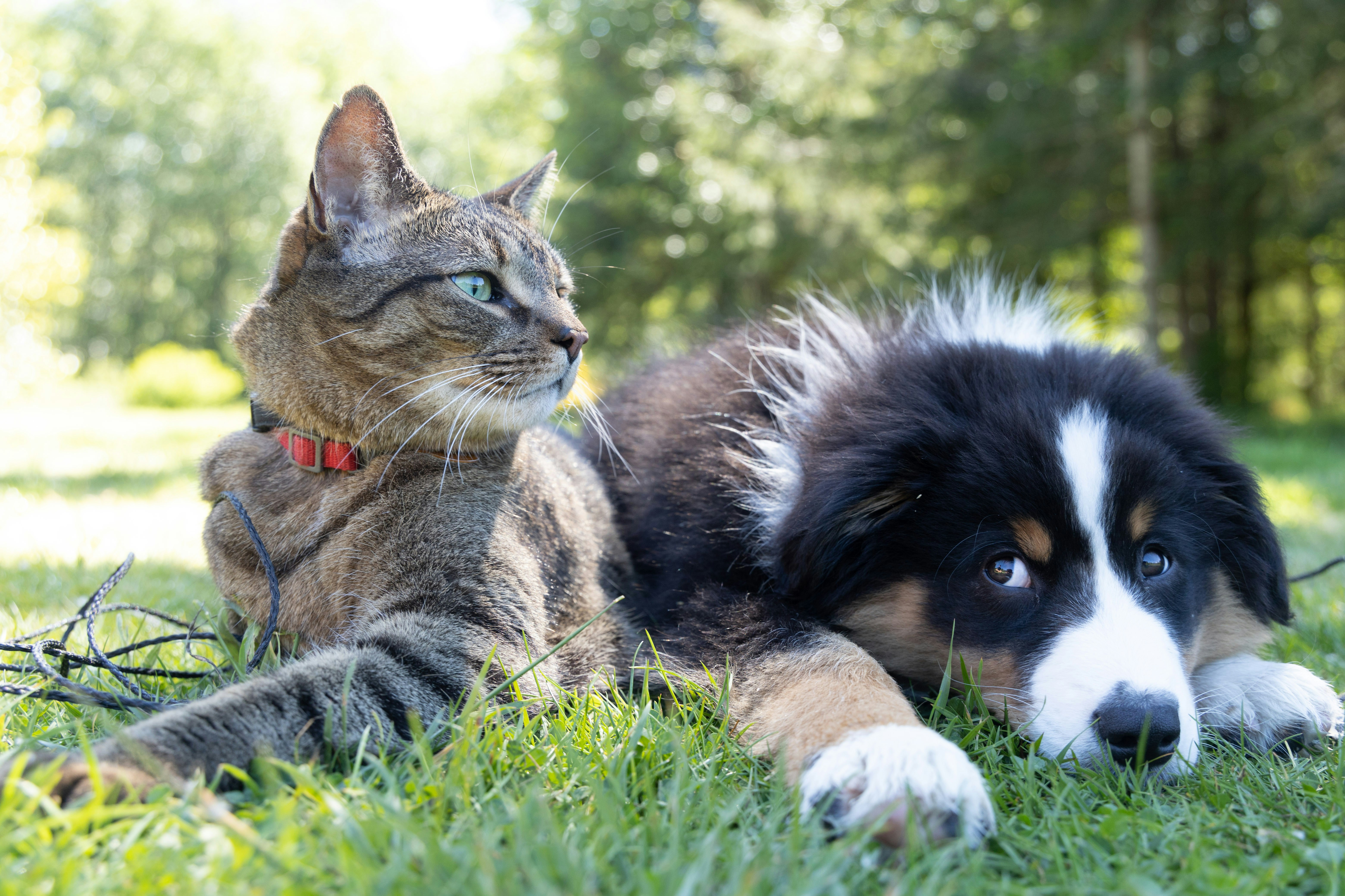 cat and dog portrait