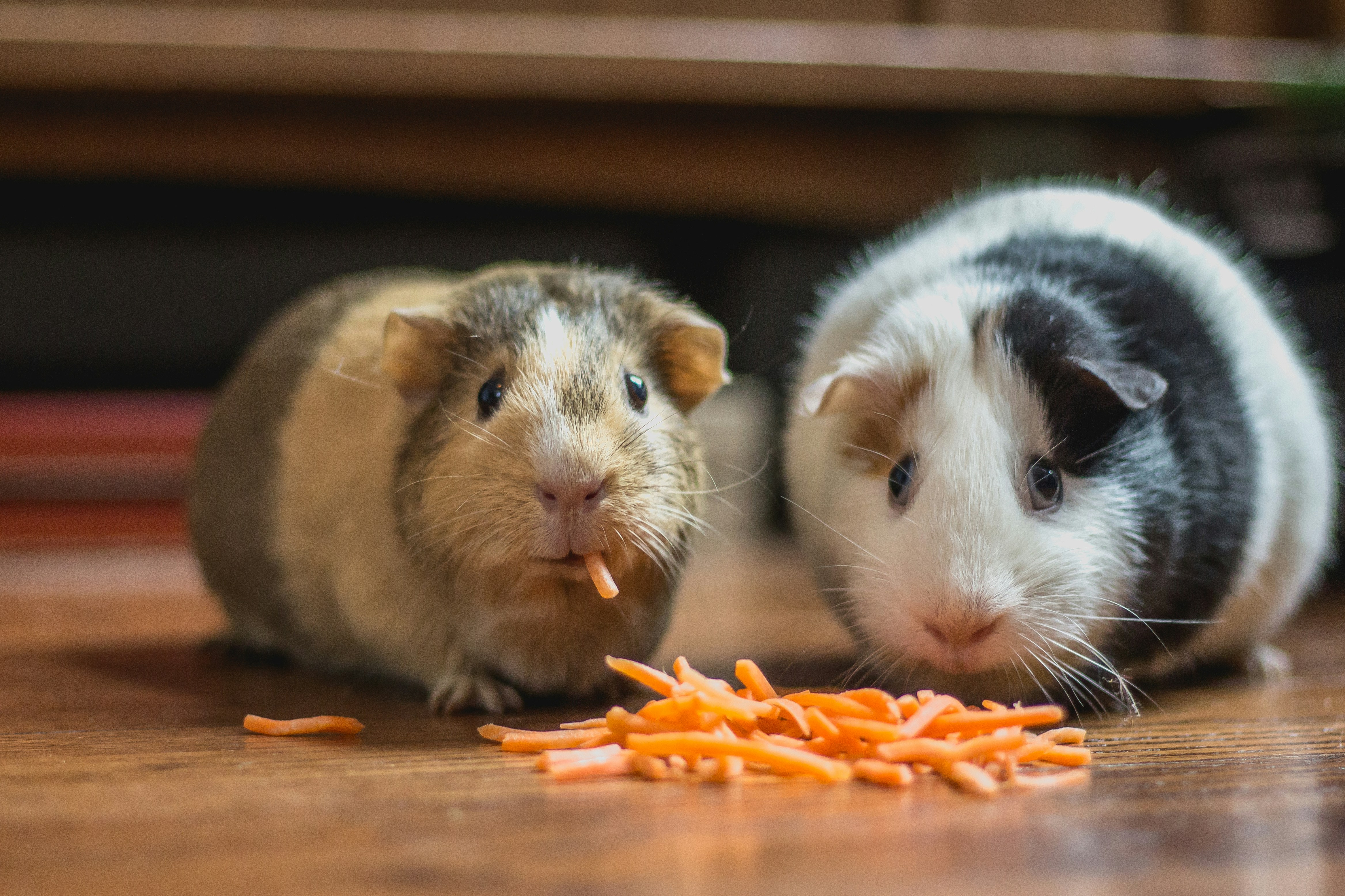 hamster portrait