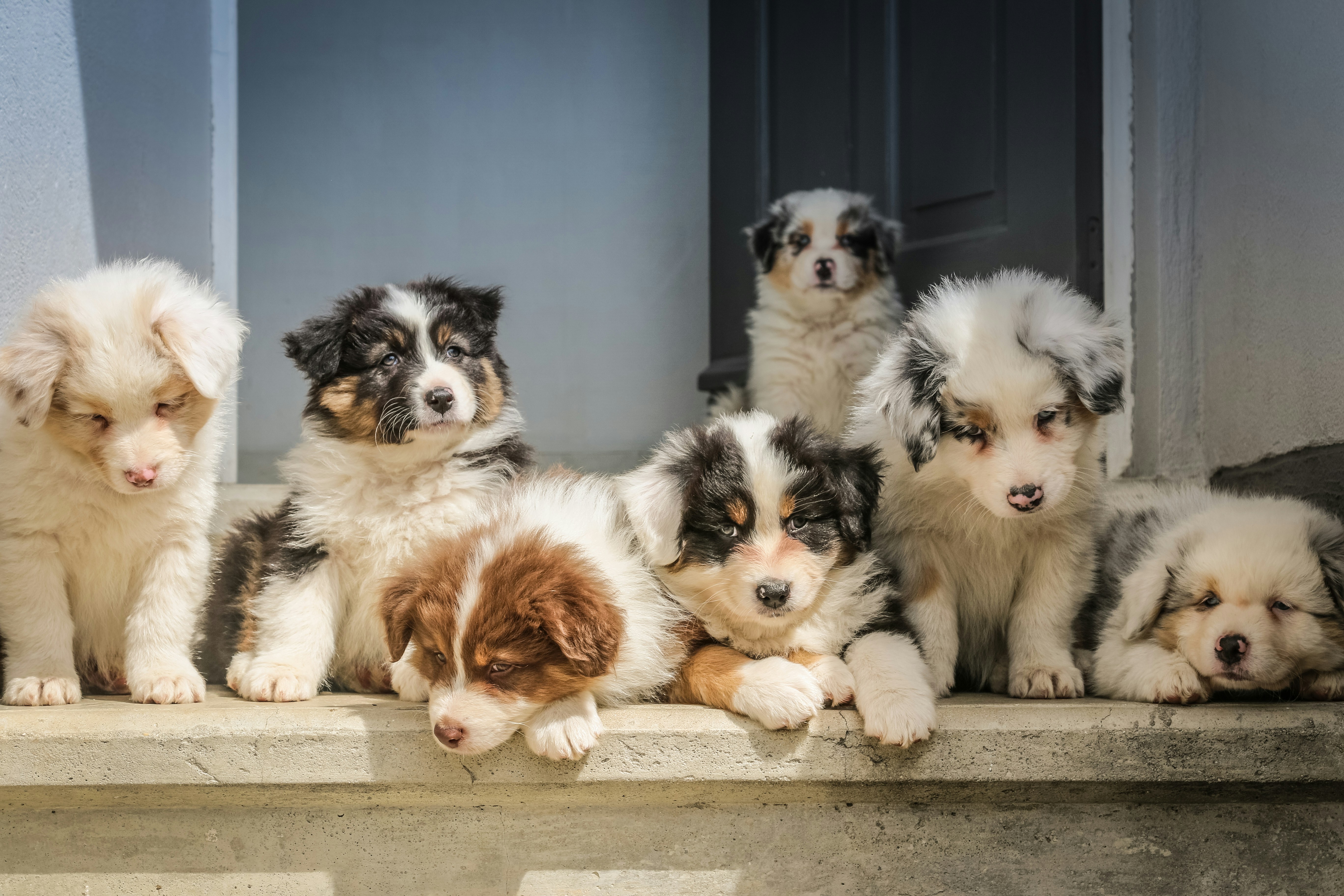 multiple dogs photo