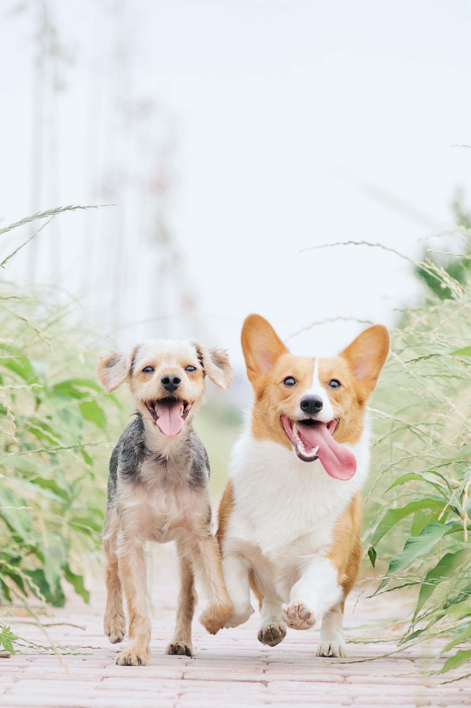 two dogs photo